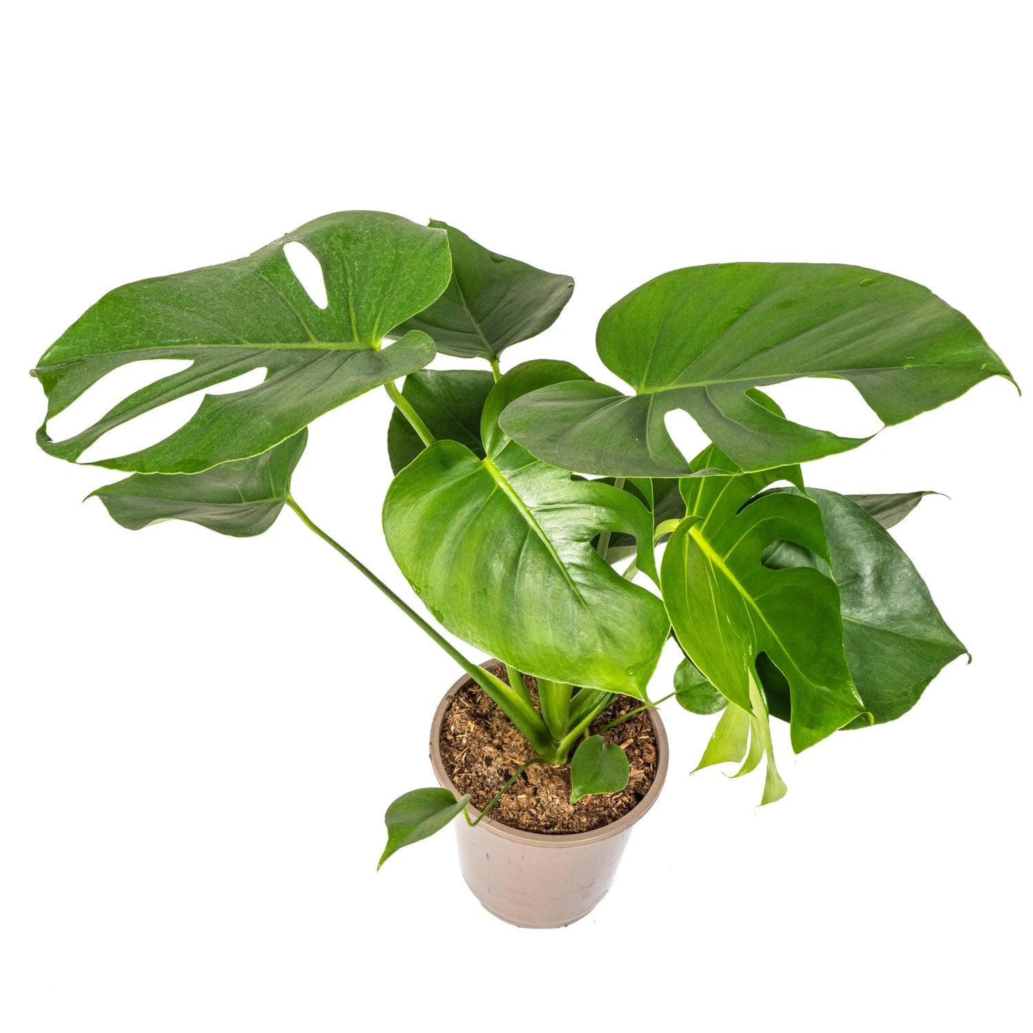 Monstera Deliciosa - Fensterblatt - Image 