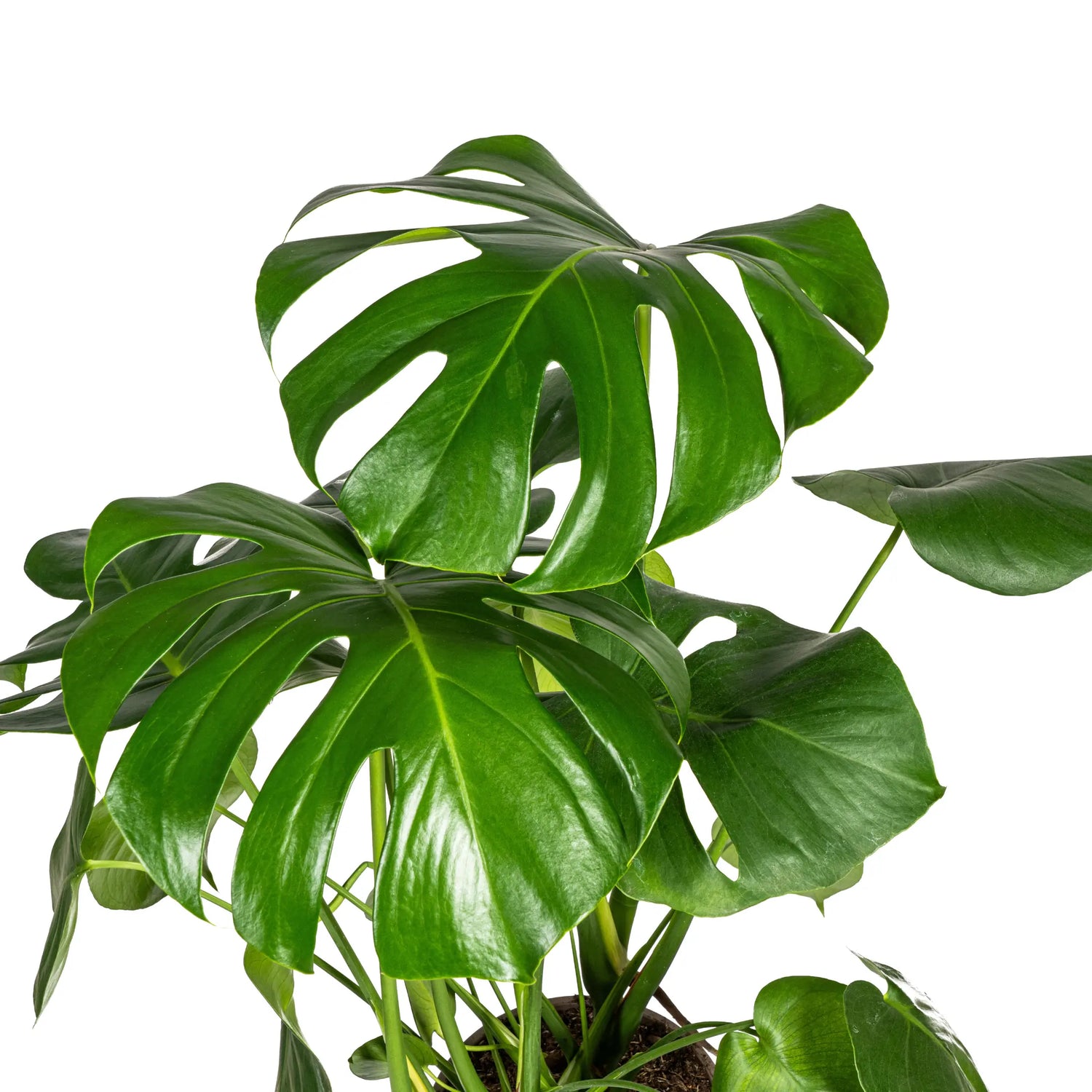 Monstera Deliciosa - Fensterblatt - Image 