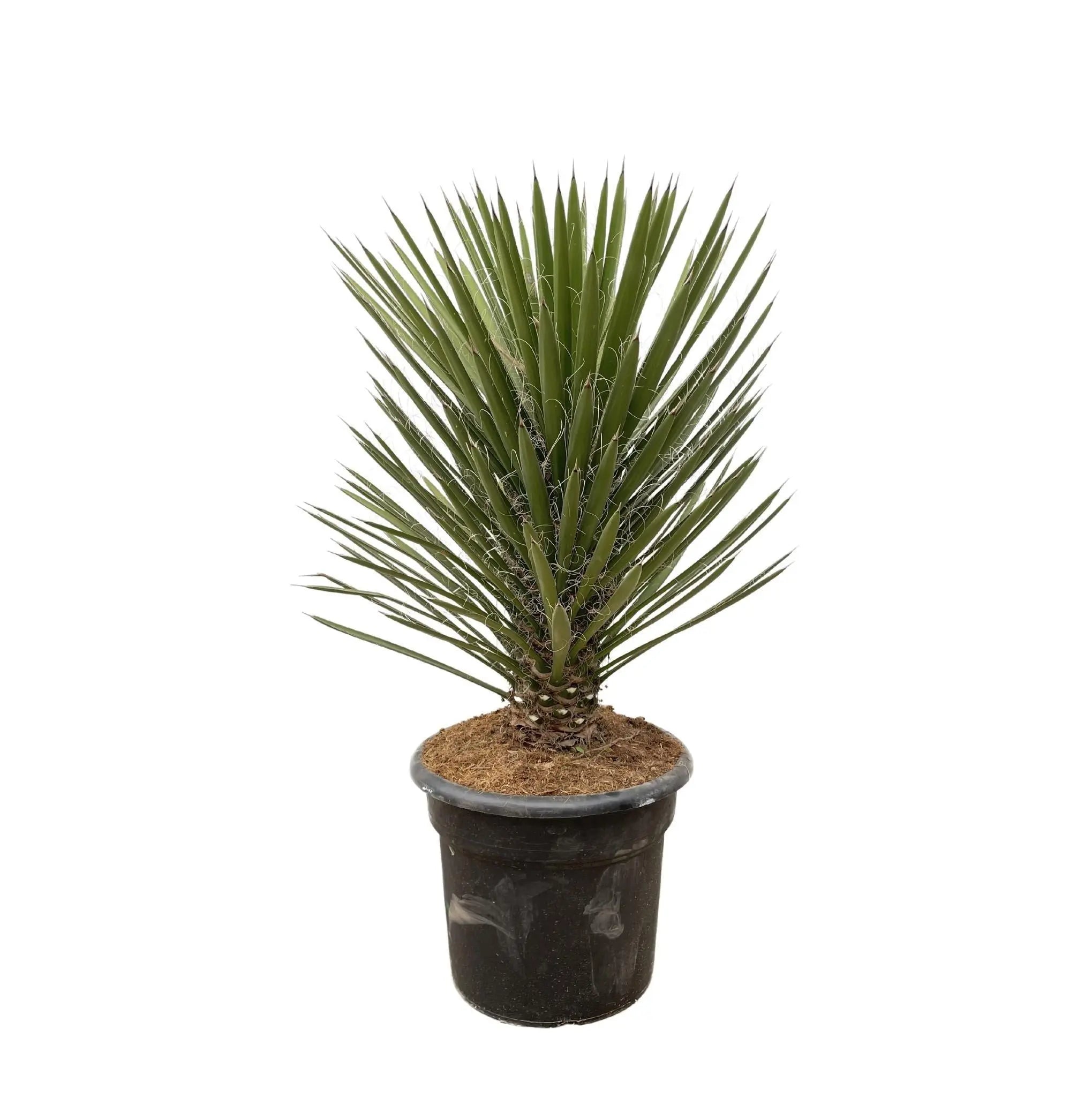 Yucca Filifera Australis - 100cm - ø30 - Image 