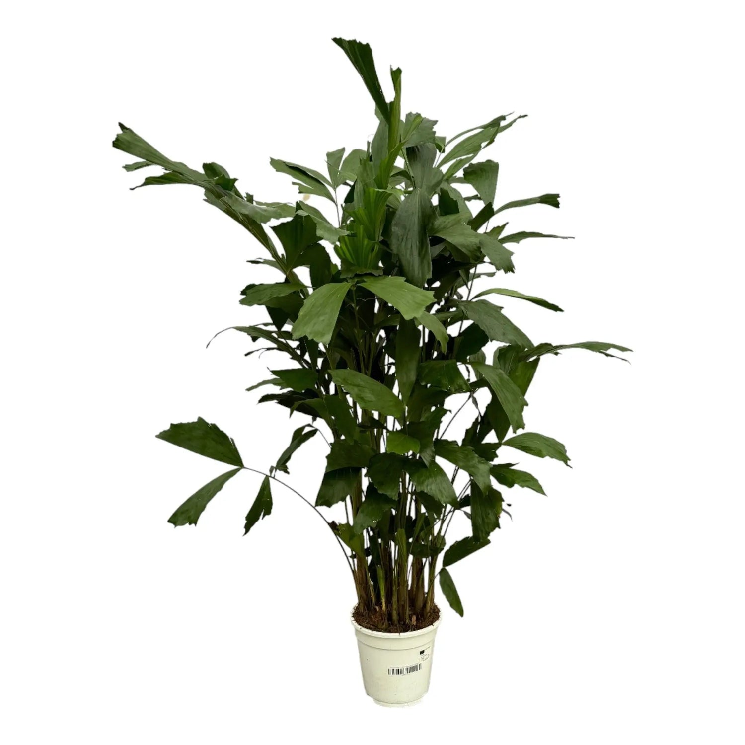 Caryota Mitis - Fischschwanzpalme - Image 