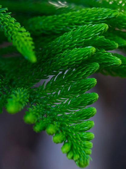 Araucaria heterophylla - Zimmertanne, Norfolk-Araukarie - Image 