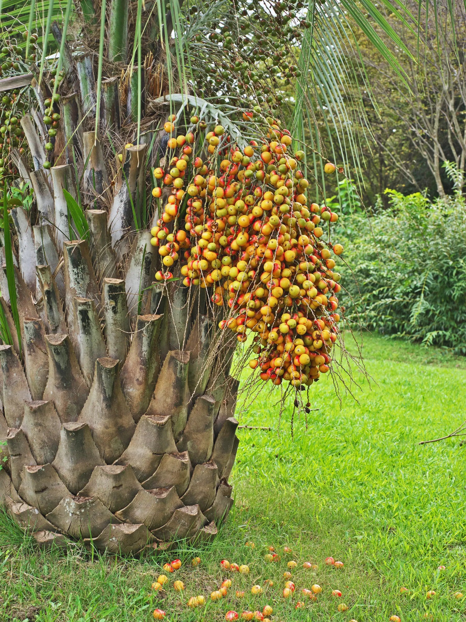 Butia capitata var. odorata - Geleepalme - Image 