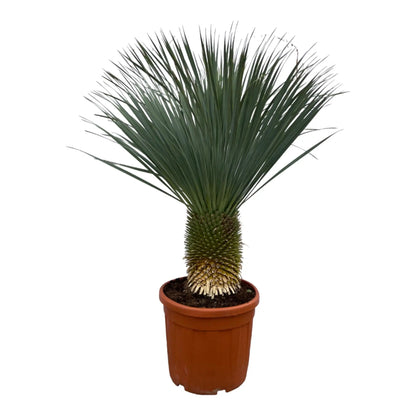 Yucca rostrata - Blaublättrige Palmlilie - Image 