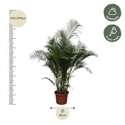 Dypsis lutescens - Areca-, Goldfruchtpalme - Image 