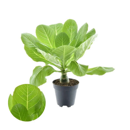 Brighamia insignis - Hawaii-Palme - Image 