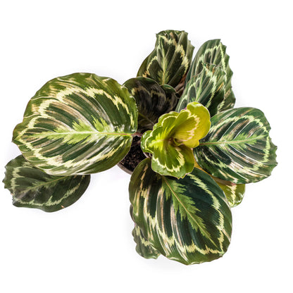 Calathea - Korbmarante - Image 