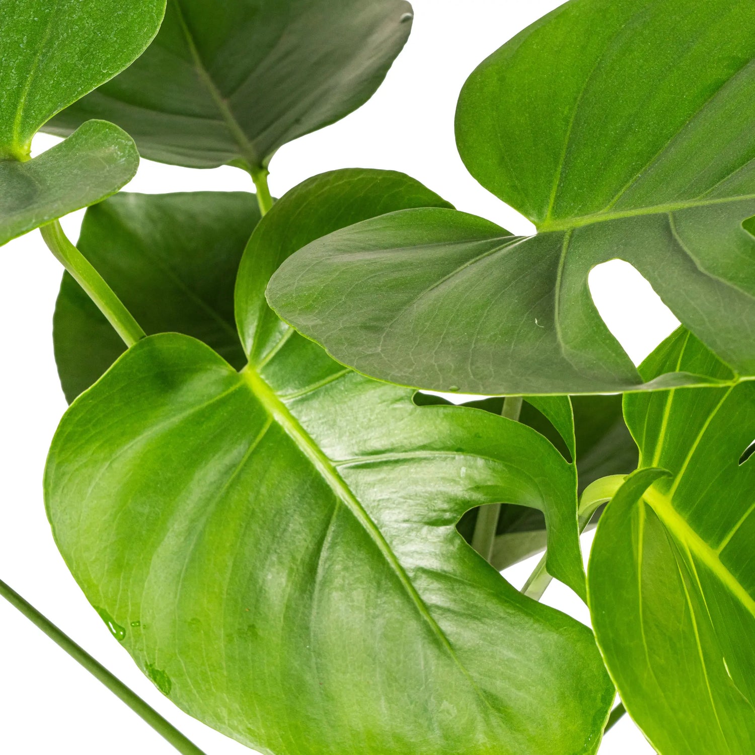 Monstera Deliciosa - Fensterblatt - Image 