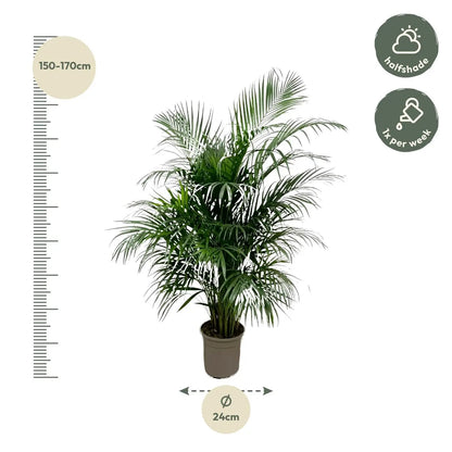 Dypsis lutescens - Areca-, Goldfruchtpalme - Image 