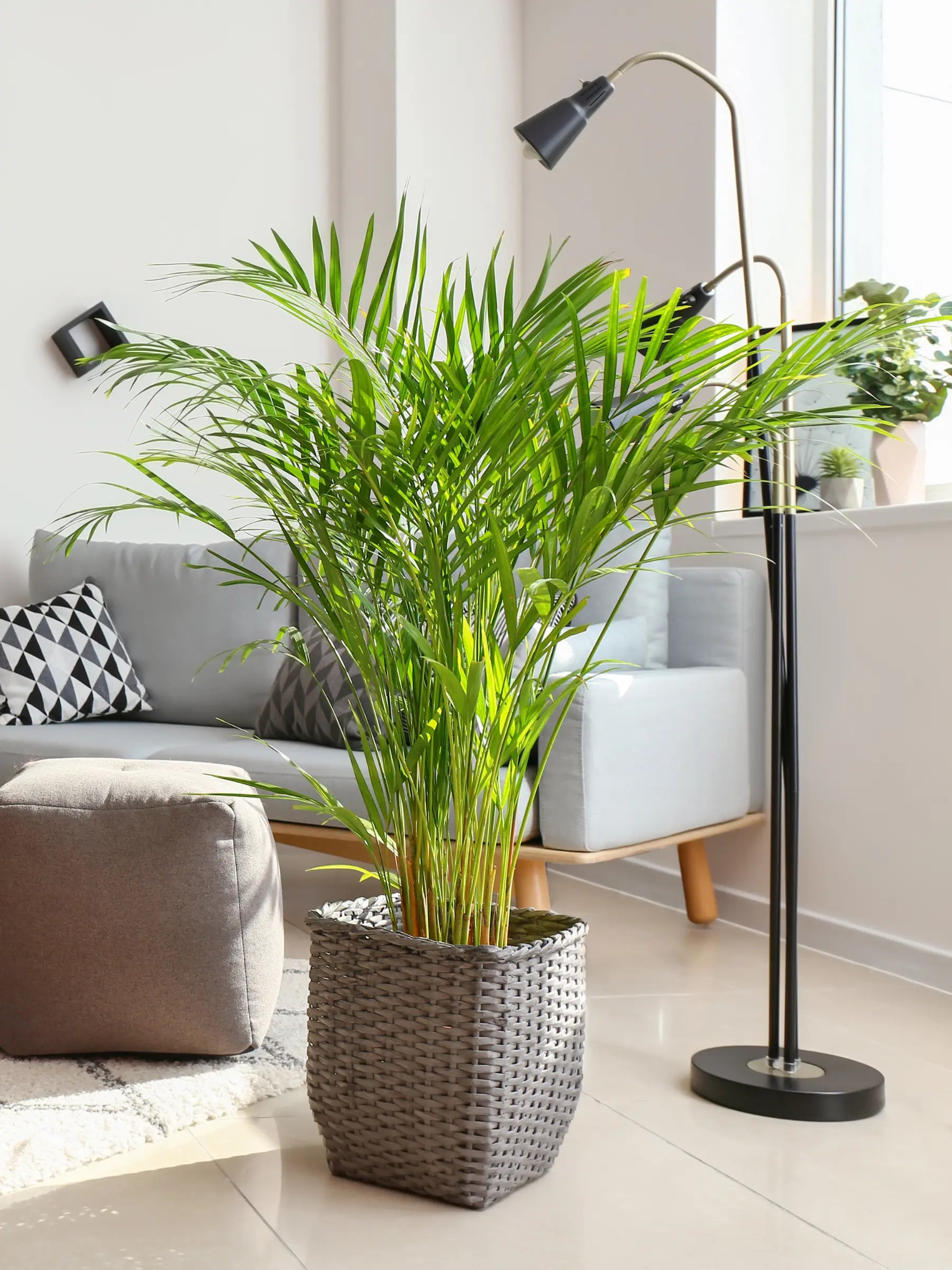 Dypsis lutescens - Areca-, Goldfruchtpalme - Image 