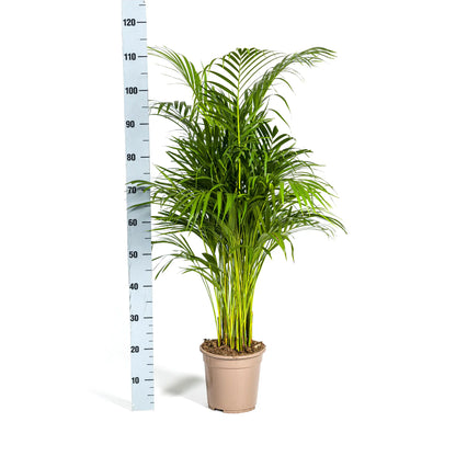 Dypsis lutescens - Areca-, Goldfruchtpalme - Image 