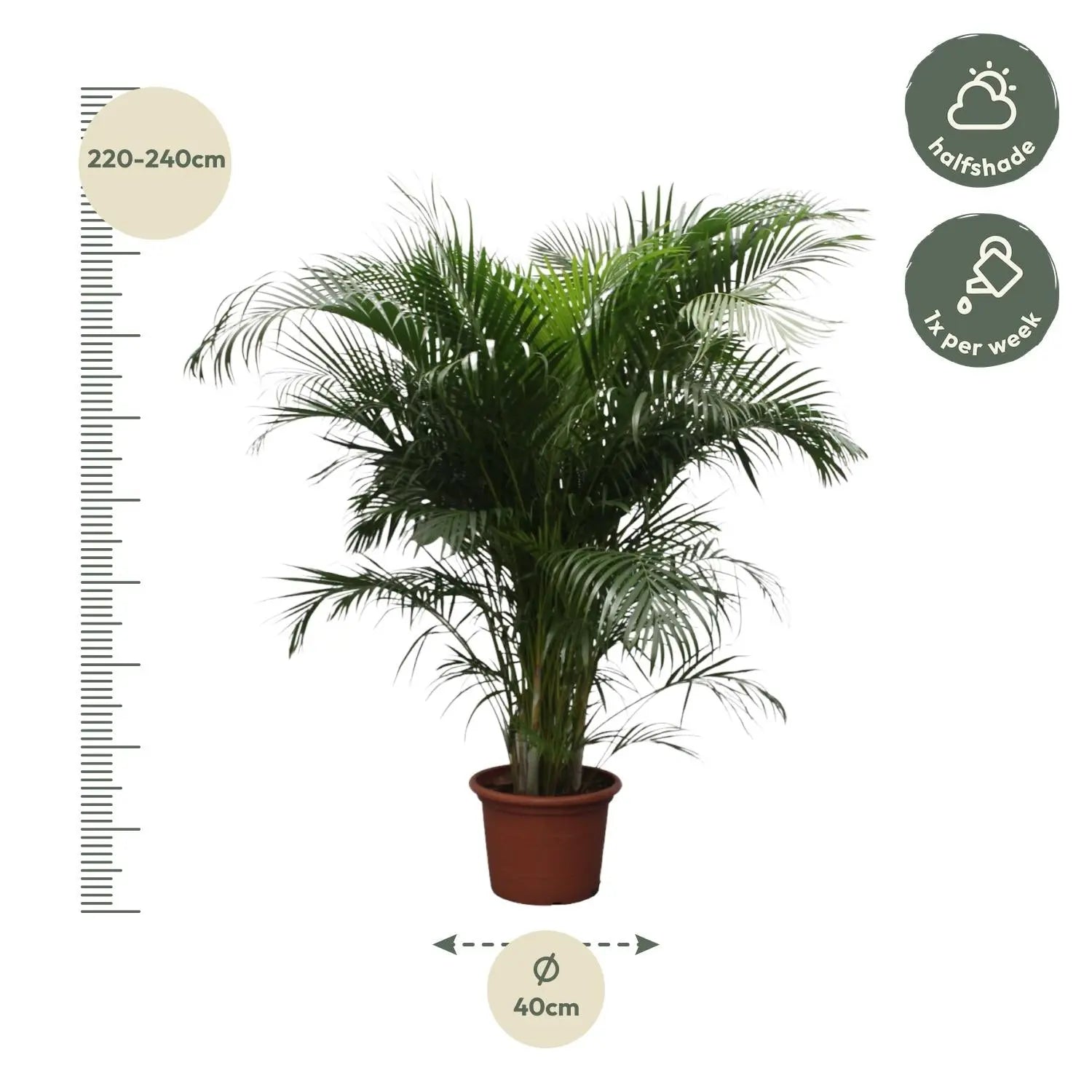 Dypsis lutescens - Areca-, Goldfruchtpalme - Image 