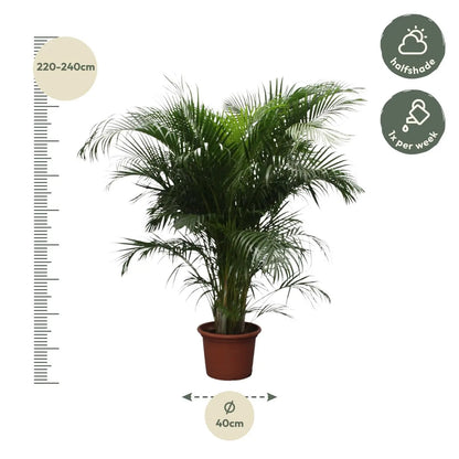 Dypsis lutescens - Areca-, Goldfruchtpalme - Image 