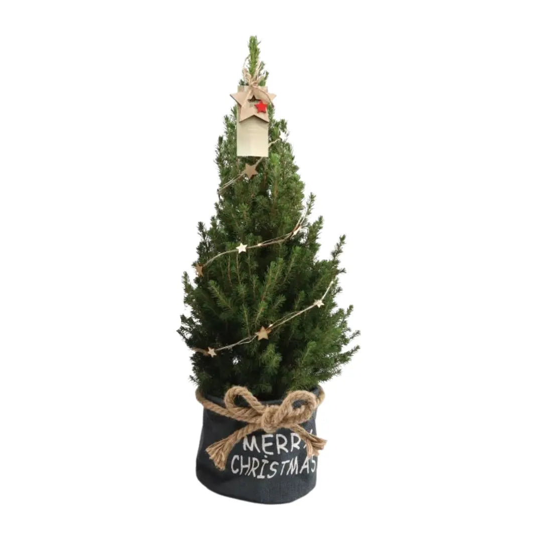 Picea glauca &