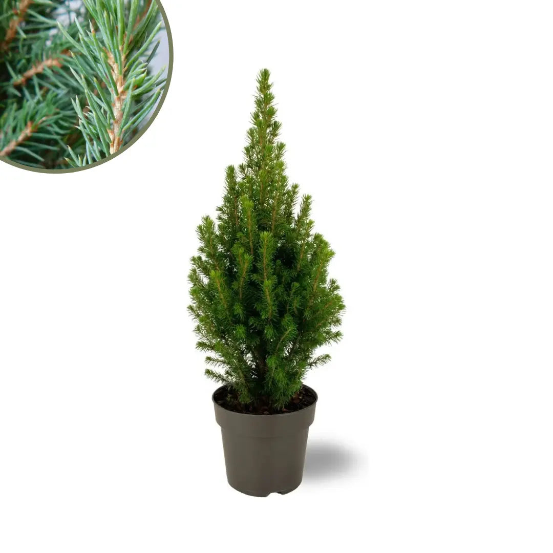 Picea glauca &