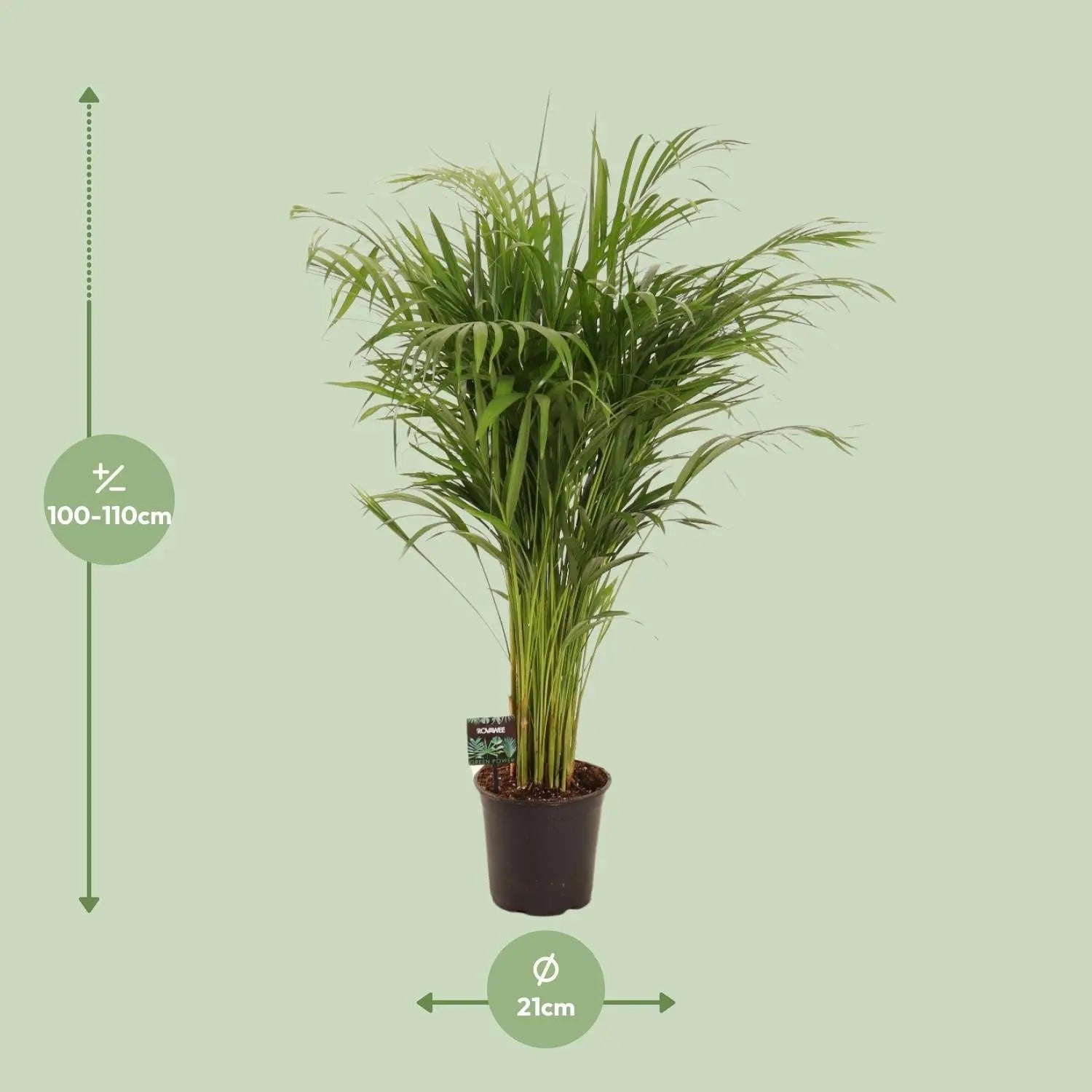 Dypsis lutescens - Areca-, Goldfruchtpalme - Image 