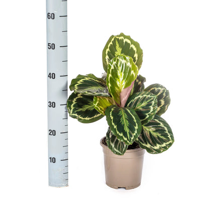 Calathea - Korbmarante - Image 