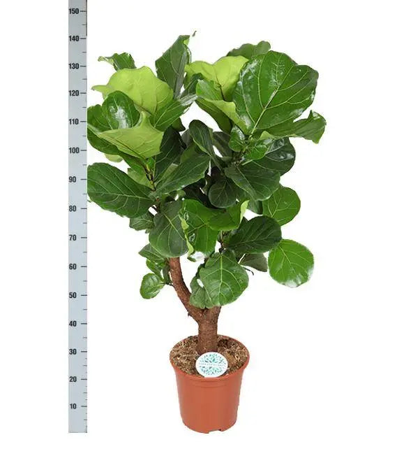 Ficus lyrata - Geigenfeige - Image 