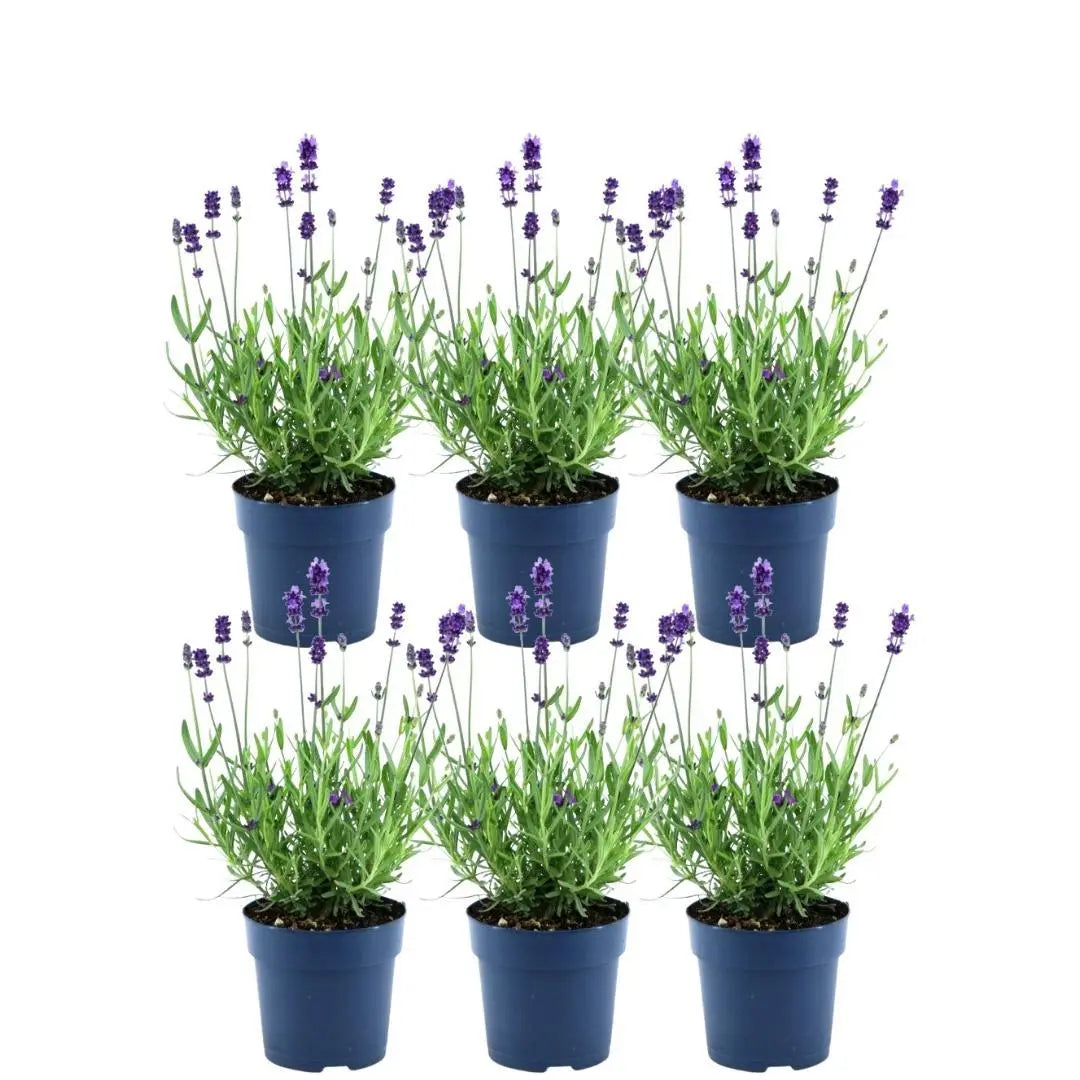 Lavandula - Verschiedene Sorten winterharter Lavendel - Image 