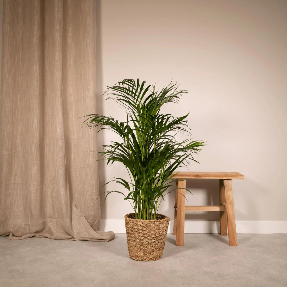 Dypsis lusescens - Goldfruchtpalme (↨85cm・⌀19cm) - Image 