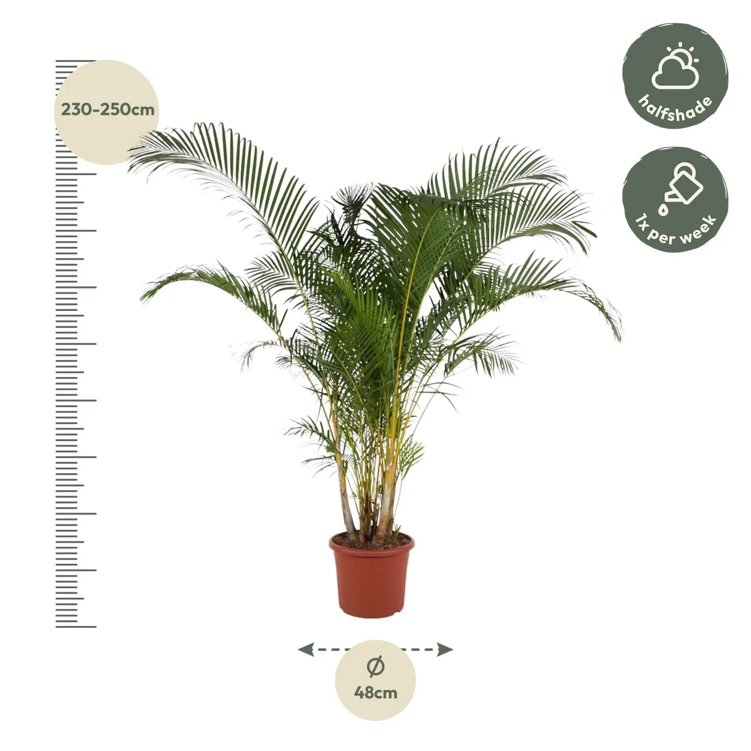 Dypsis lutescens - Areca-, Goldfruchtpalme - Image 