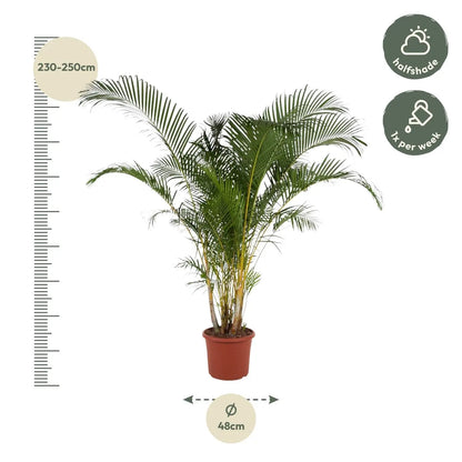 Dypsis lutescens - Areca-, Goldfruchtpalme - Image 