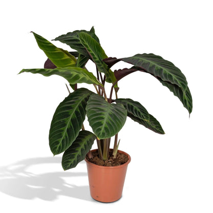 Calathea - Korbmarante - Image 