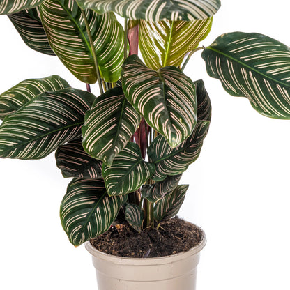 Calathea - Korbmarante - Image 