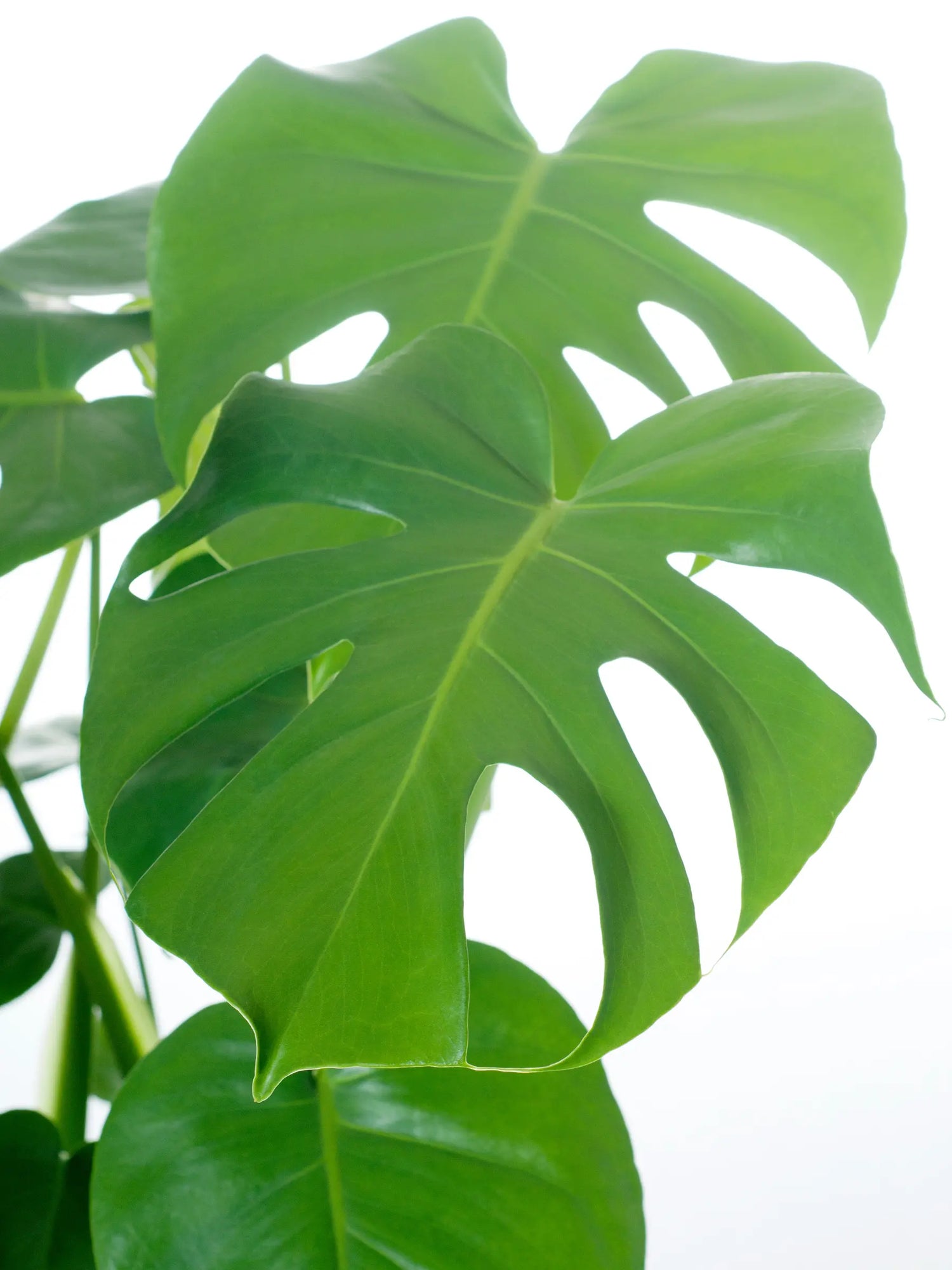 Monstera Deliciosa - Köstliches Fensterblatt - Image 