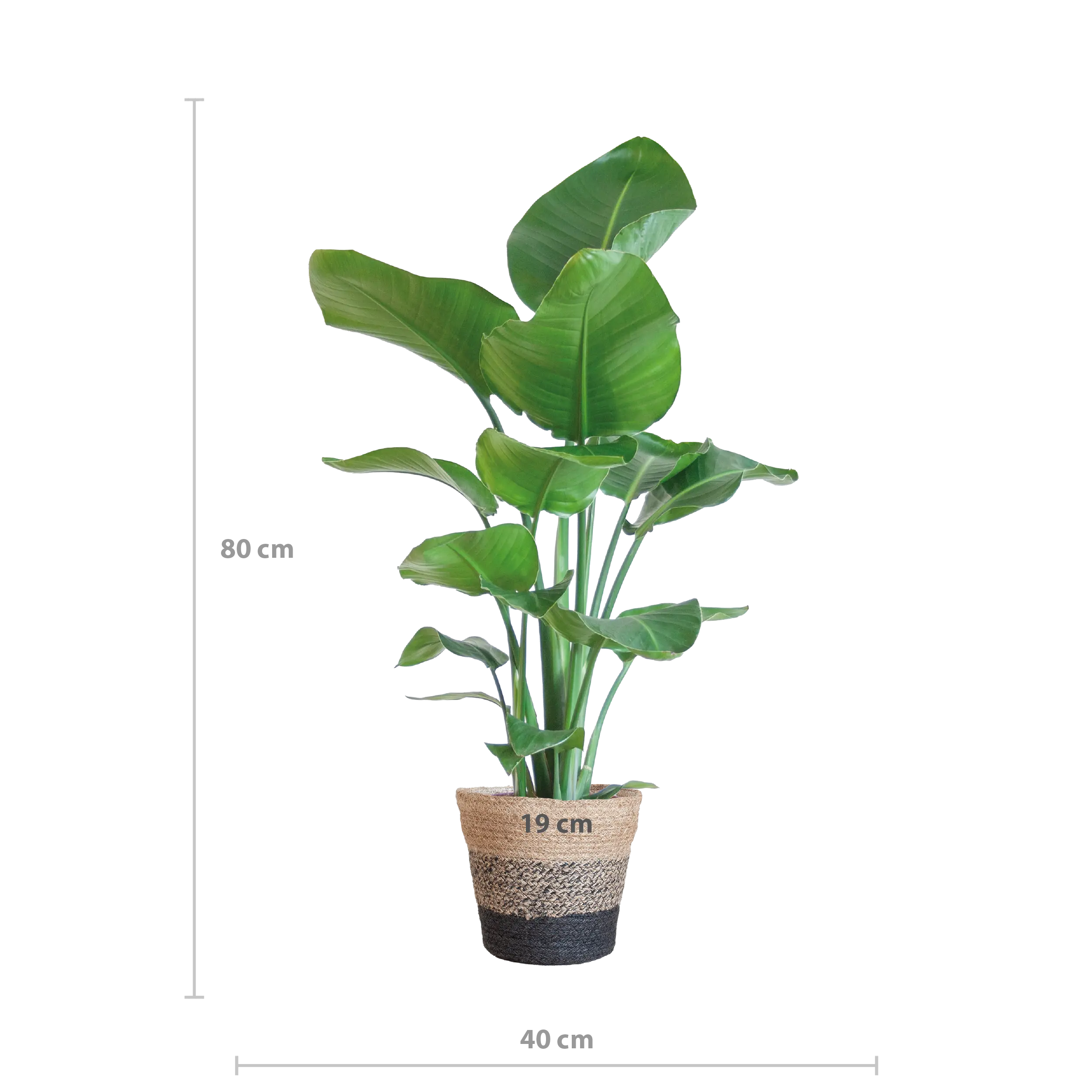 Strelitzia nicolai - Baumstrelitzie - Image 