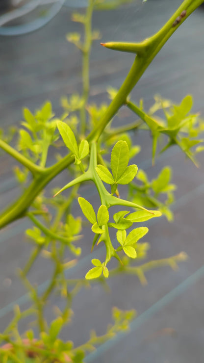 Poncirus trifoliata - Dreiblättrige Bitterorange aus Freilandzucht - Image 