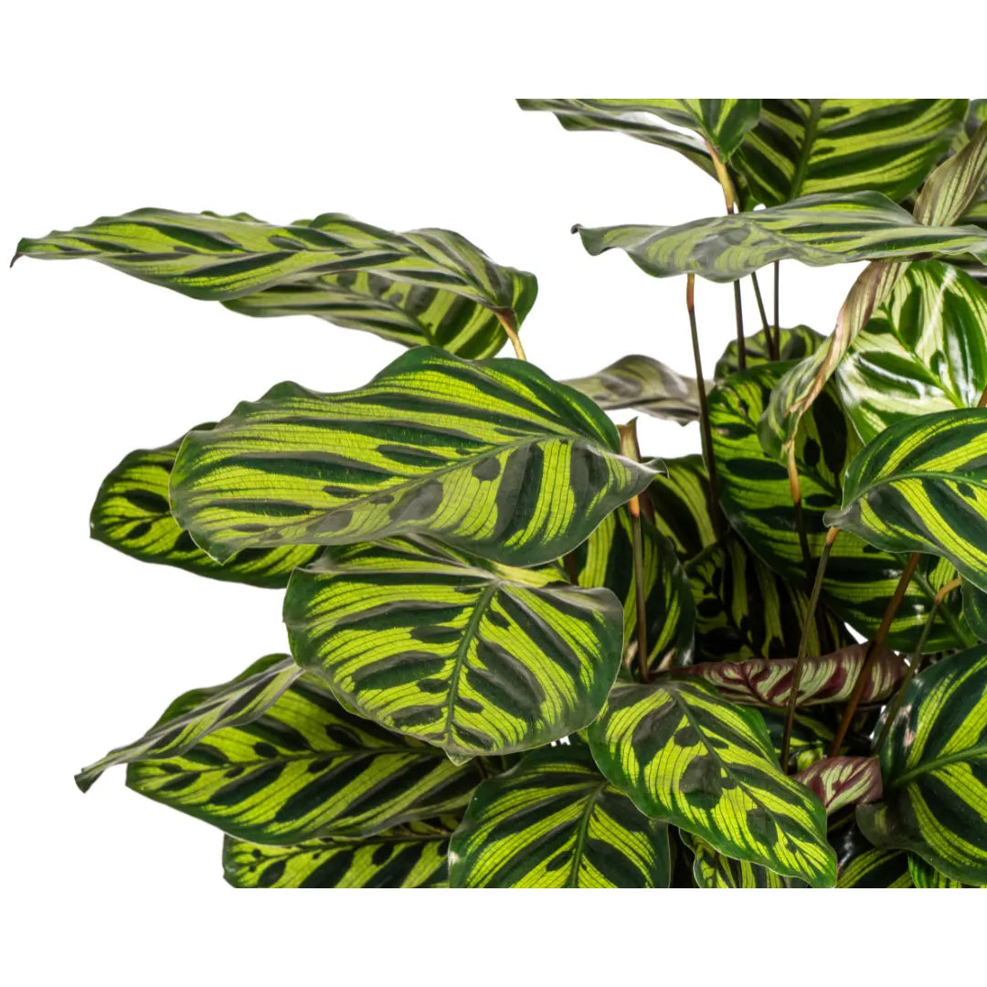 Calathea - Korbmarante - Image 