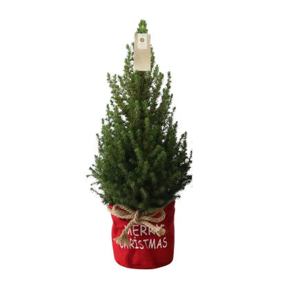 Picea glauca &