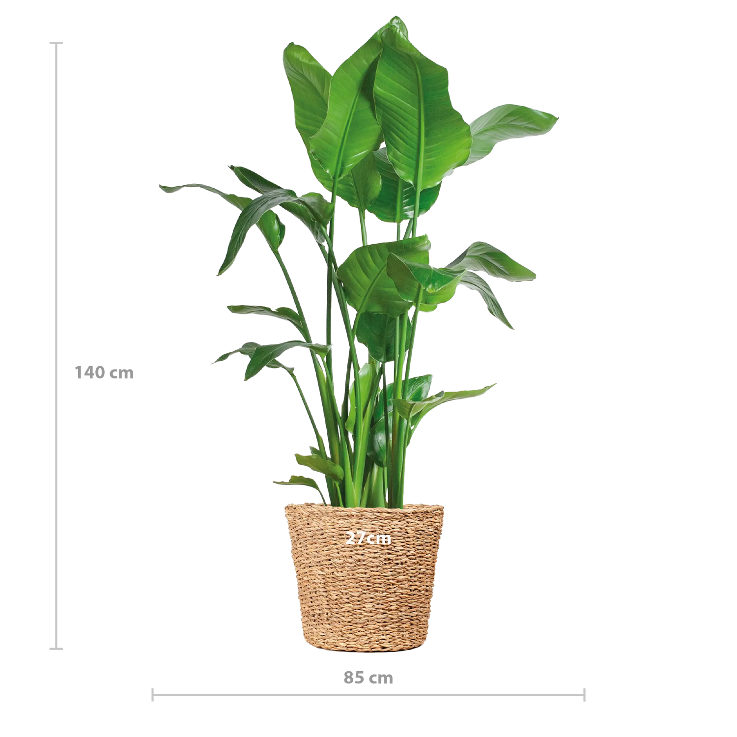 Strelitzia nicolai - Baumstrelitzie - Image 