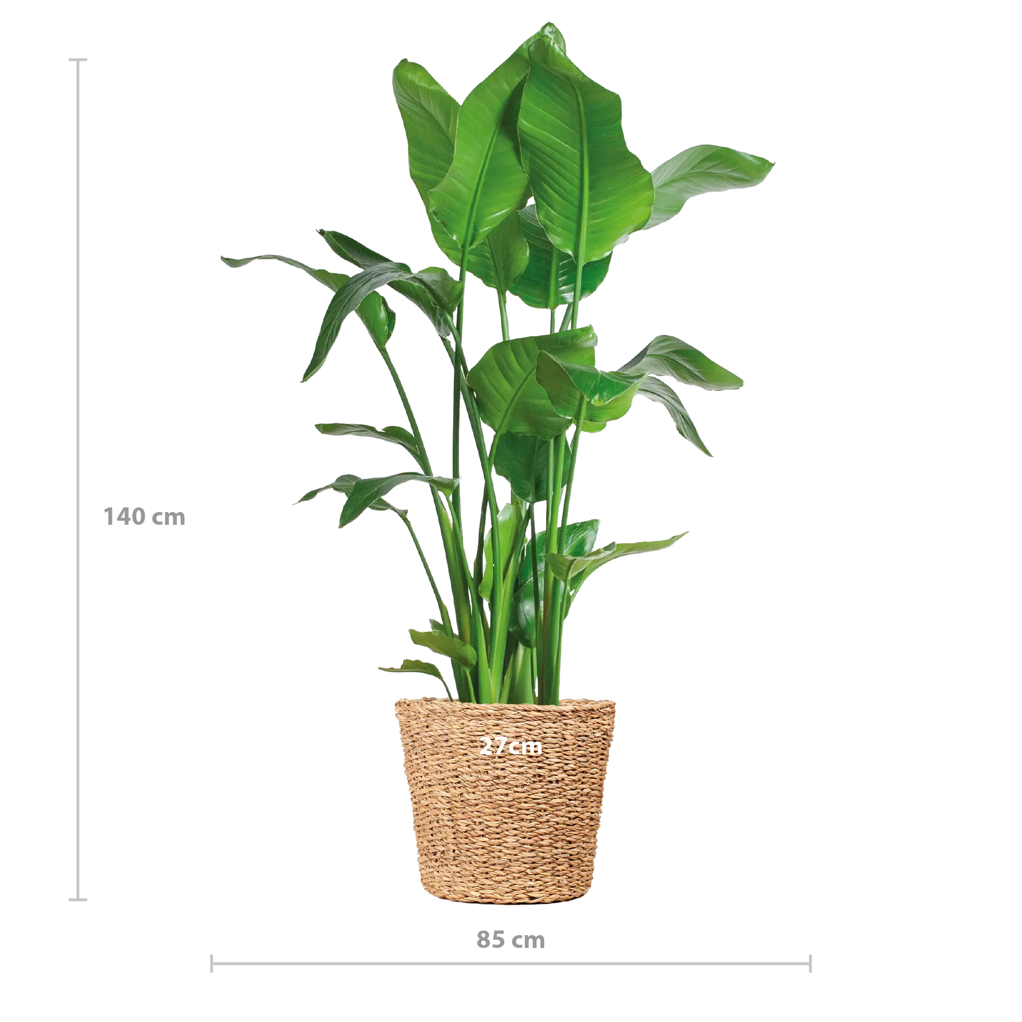 Strelitzia nicolai - Baumstrelitzie - Image 