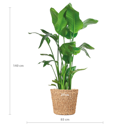 Strelitzia nicolai - Baumstrelitzie - Image 