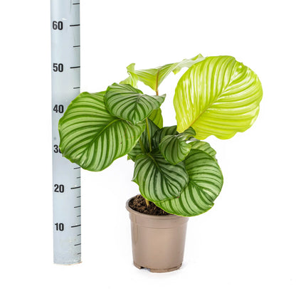 Calathea - Korbmarante - Image 