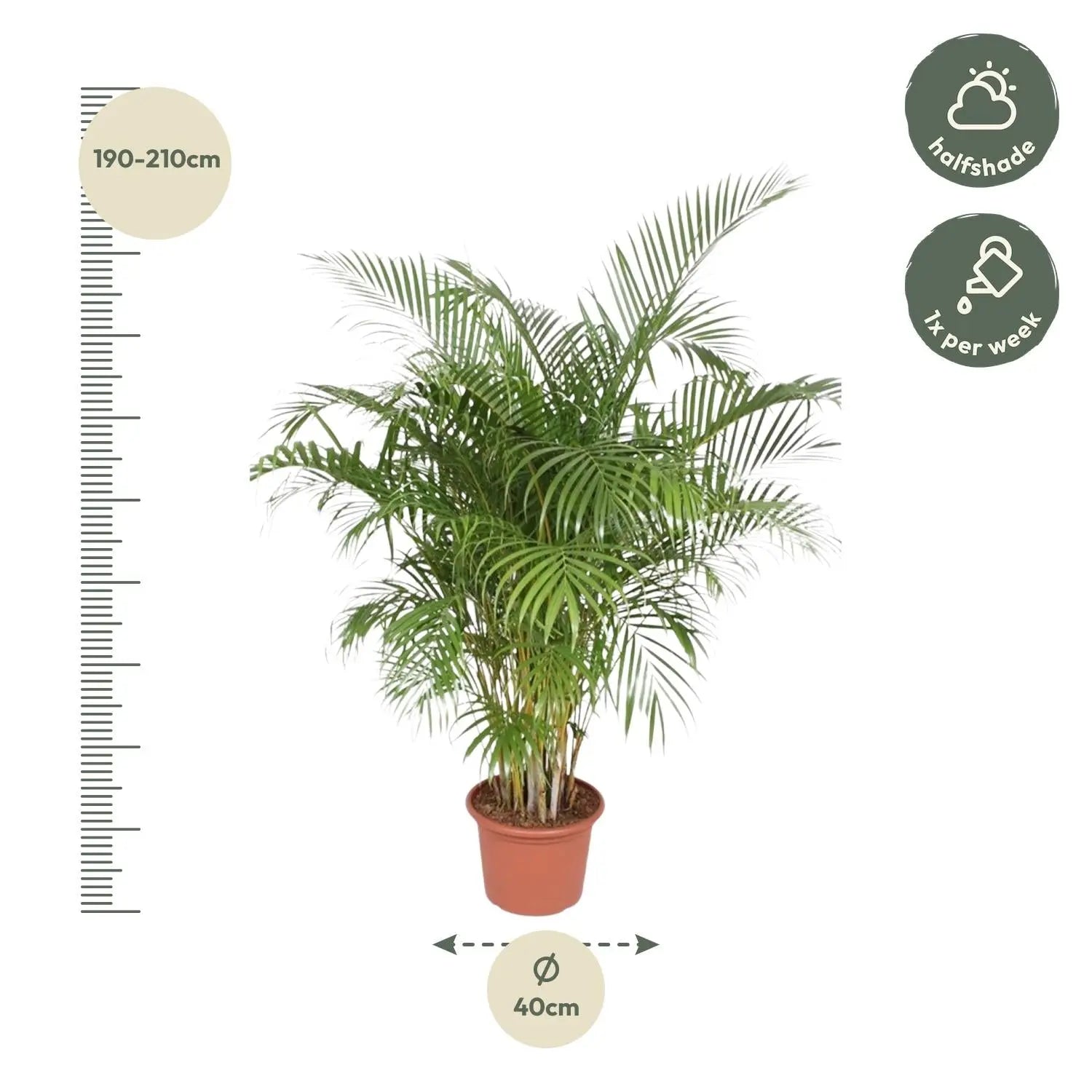 Dypsis lutescens - Areca-, Goldfruchtpalme - Image 