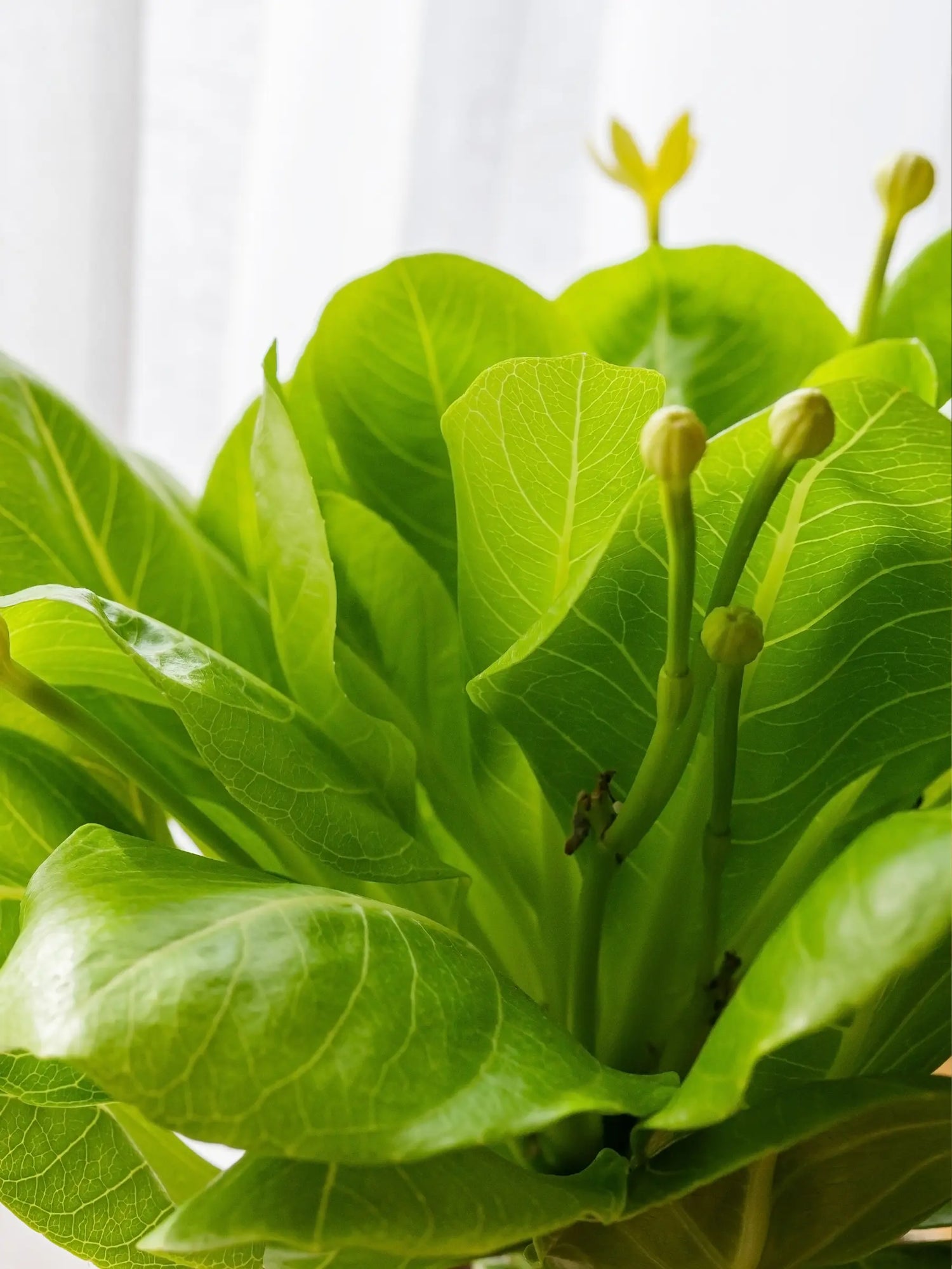 Brighamia insignis - Hawaii-Palme - Image 