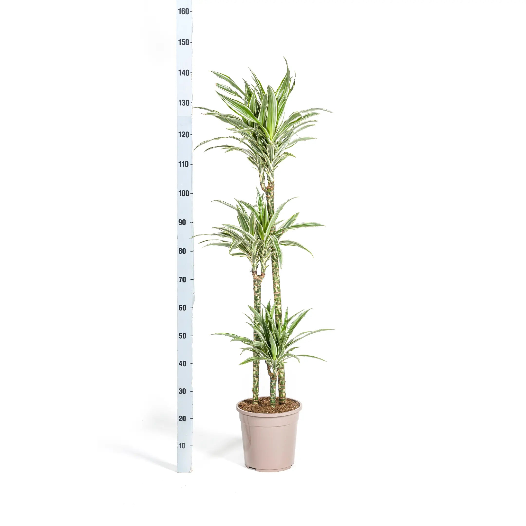 Dracaena deremensis - Drachenbaum - Image 