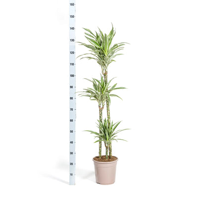 Dracaena deremensis - Drachenbaum - Image 