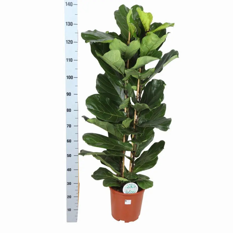 Ficus lyrata - Geigenfeige - Image 