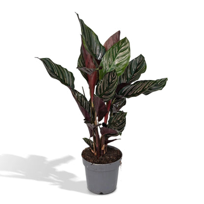 Calathea - Korbmarante - Image 