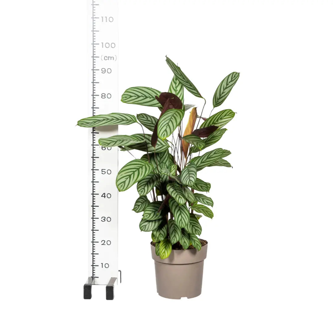 Calathea - Korbmarante - Image 