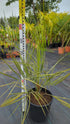 Butia capitata var. odarata - Geleepalme - Image 