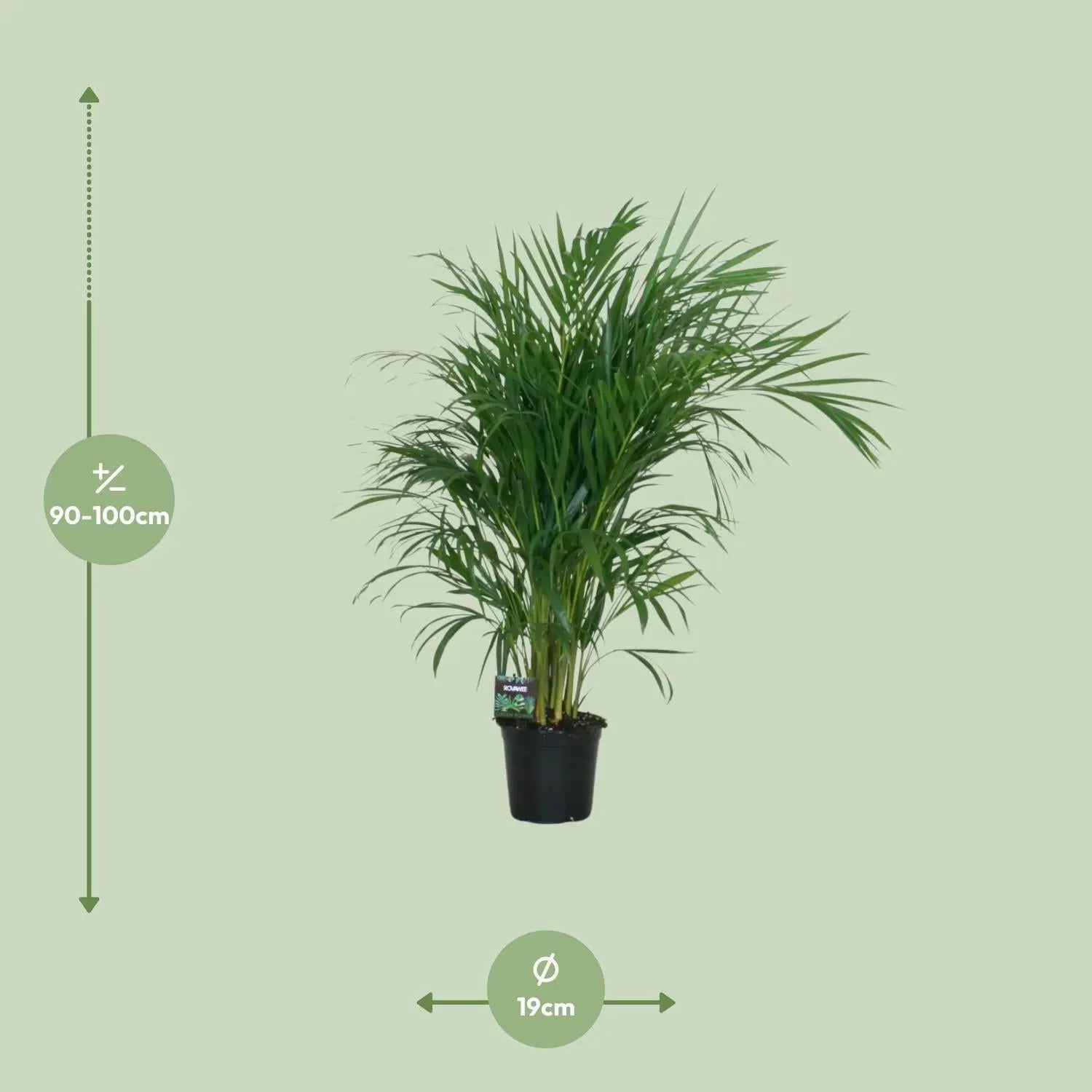 Dypsis lutescens - Areca-, Goldfruchtpalme - Image 