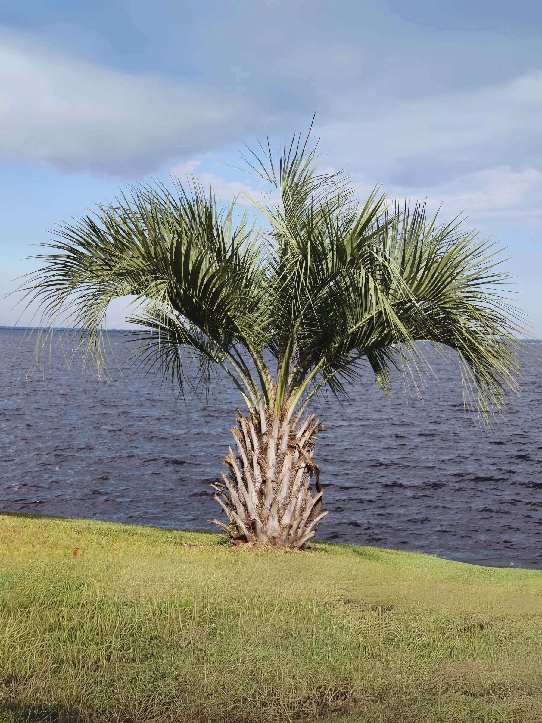 Butia capitata var. odorata - Geleepalme - Image 