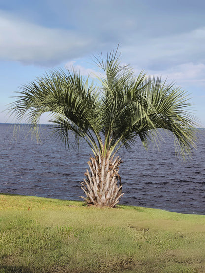 Butia capitata var. odorata - Geleepalme - Image 