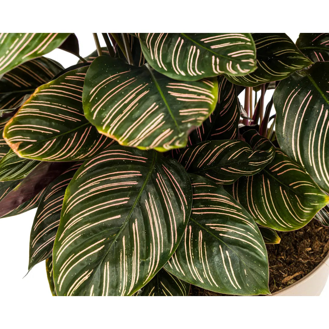 Calathea - Korbmarante - Image 