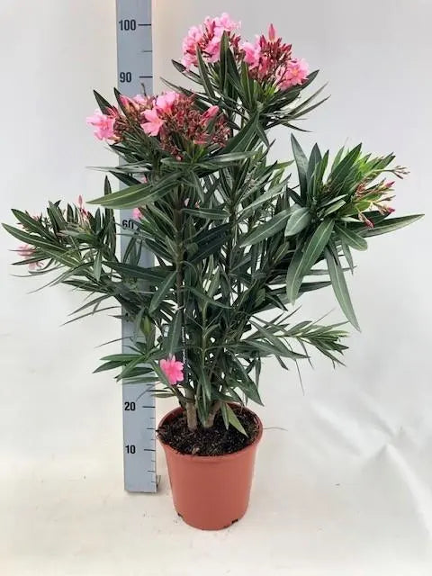 Nerium Oleander - Rosenlorbeer - Image 