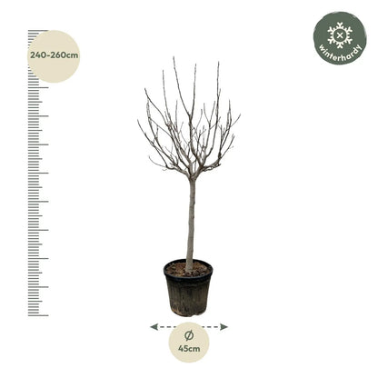 Ficus carica - Winterharte Echte Feige - Image 